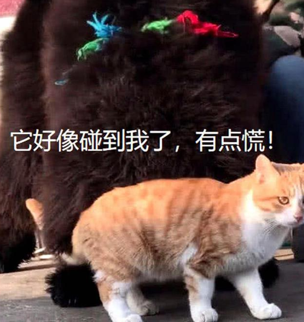 正围观藏獒 一只橘猫忽然间穿过 在下一秒大家全笑疯了(图3)