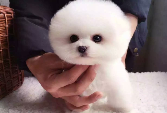 长很大的狗狗品种 下面这几种是的(图1)