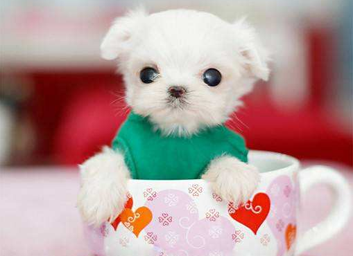 长很大的狗狗品种 下面这几种是的(图3)