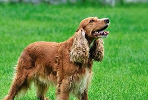 狗狗传染性肝炎症状及防治 很明显这里~(图1)