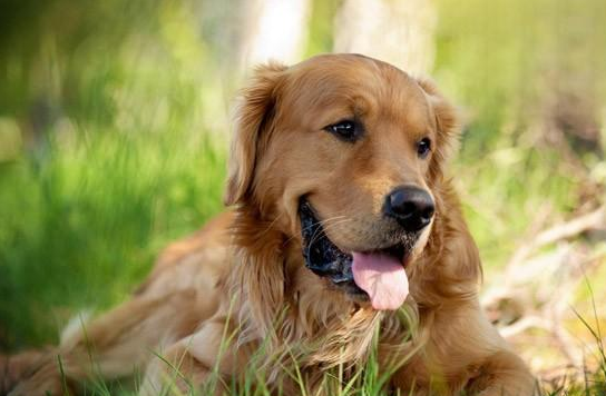 狗狗传染性肝炎症状及防治 很明显这里~(图2)