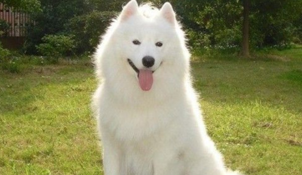 萨摩耶是大型犬吗？严格的意义上来说也算不上(图1)