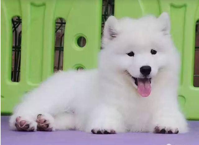 萨摩耶是大型犬吗？严格的意义上来说也算不上(图3)