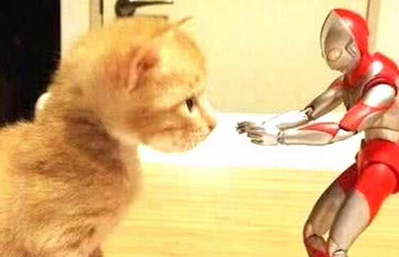 买了只奥特曼给橘猫玩 天天在家陪橘猫睡觉时候 1年后画风一转(图1)