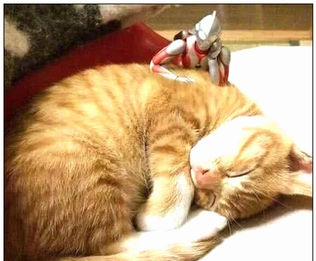 买了只奥特曼给橘猫玩 天天在家陪橘猫睡觉时候 1年后画风一转(图3)