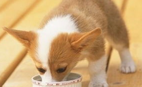 怎么能提高狗狗的免疫力和抵抗力？看这篇就够了吧！(图1)