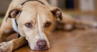 怎么能提高狗狗的免疫力和抵抗力？看这篇就够了吧！(图2)