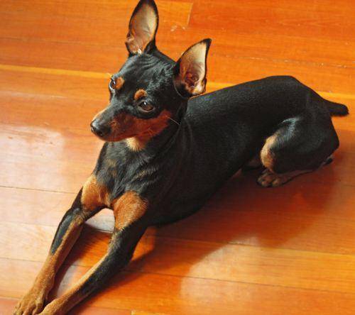 迷你杜宾犬咬人吗？一般情况下它们是这样的(图1)