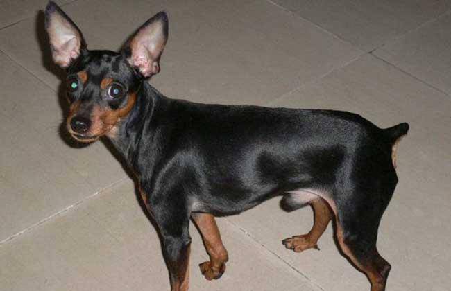 迷你杜宾犬咬人吗？一般情况下它们是这样的(图3)