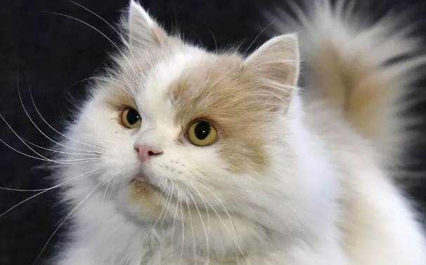 颜值超高的猫咪为治情伤离家 不仅仅好东西一大票粉丝 还考进大学.......(图1)