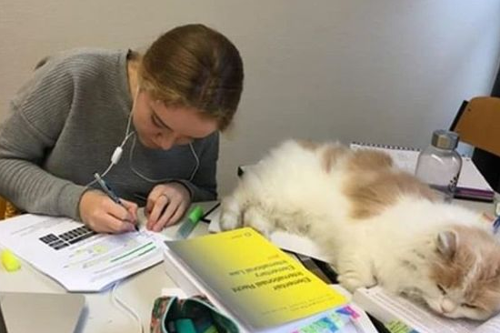 颜值超高的猫咪为治情伤离家 不仅仅好东西一大票粉丝 还考进大学.......(图4)