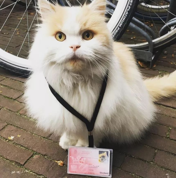 颜值超高的猫咪为治情伤离家 不仅仅好东西一大票粉丝 还考进大学.......(图7)