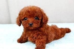 泰迪狗的训练 需要的那就是你的持之以恒(图1)