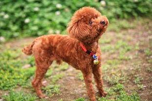 泰迪狗的训练 需要的那就是你的持之以恒(图2)