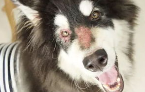 狗狗真菌性皮肤病症状 怎莫治疗？(图2)