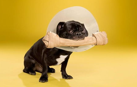 狗狗真菌性皮肤病症状 怎莫治疗？(图1)