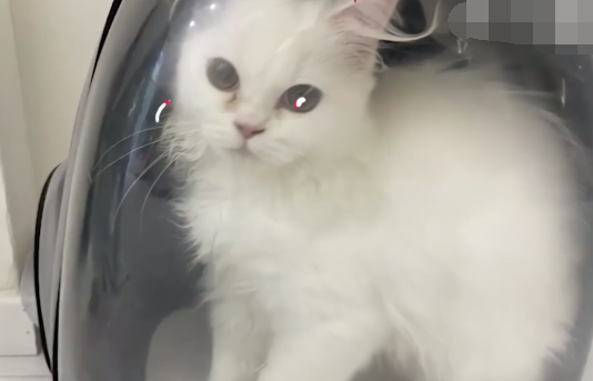 肿瘤晚期主人给猫咖留纸条相托爱猫自己得了绝症却给猫找了生路真是感人至深(图1)