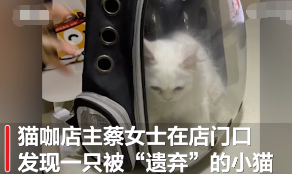 肿瘤晚期主人给猫咖留纸条相托爱猫自己得了绝症却给猫找了生路真是感人至深(图2)