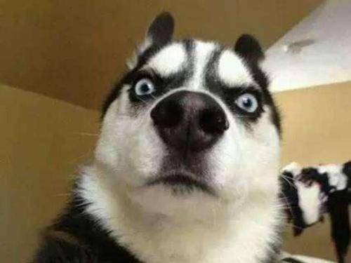 哈士奇和二哈的区别 只不过它们是两种(图3)