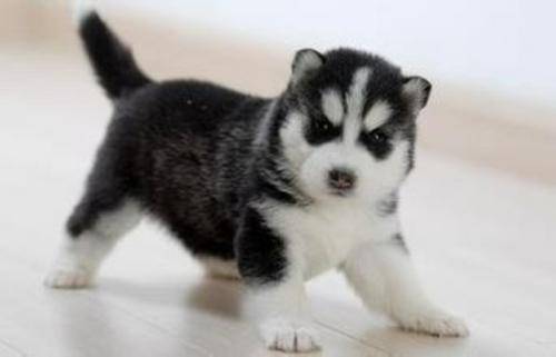 哈士奇和二哈的区别 只不过它们是两种(图2)