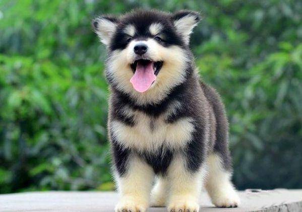 三道阿拉斯加民间自制狗粮 送给你的的小阿拉(图1)