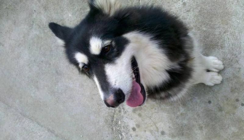 三道阿拉斯加民间自制狗粮 送给你的的小阿拉(图3)