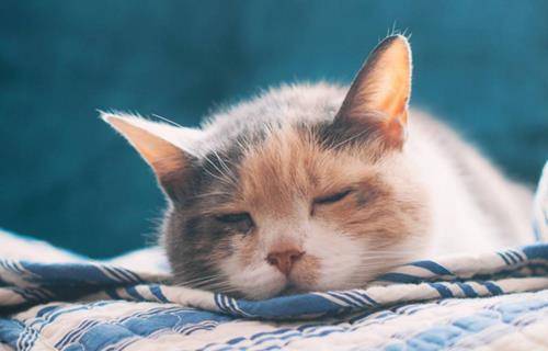 猫咪也会“发烧”你知道吗？当猫主子有这几种症状 主人不可忽略(图4)