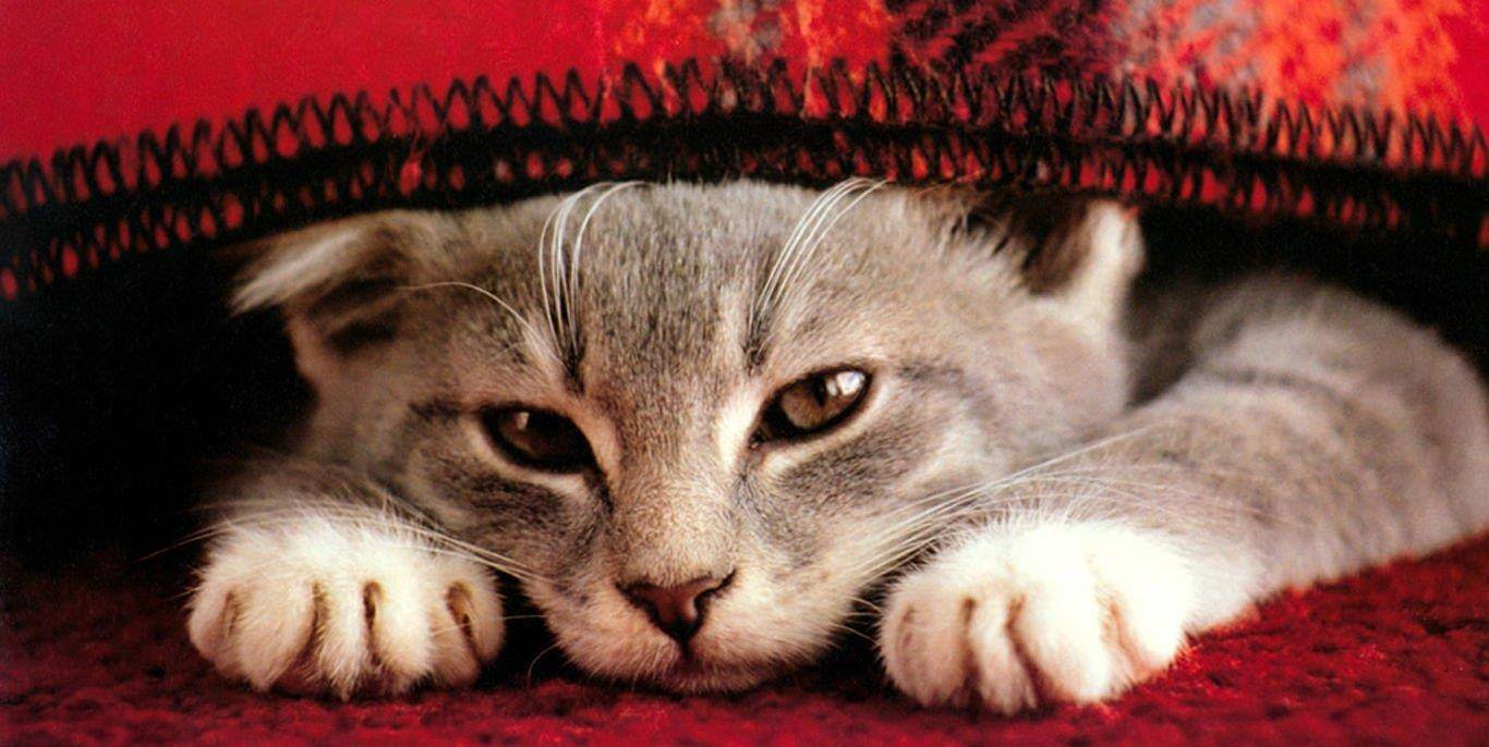 猫咪也会“发烧”你知道吗？当猫主子有这几种症状 主人不可忽略(图2)