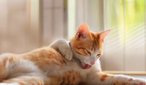 猫咪也会“发烧”你知道吗？当猫主子有这几种症状 主人不可忽略(图1)
