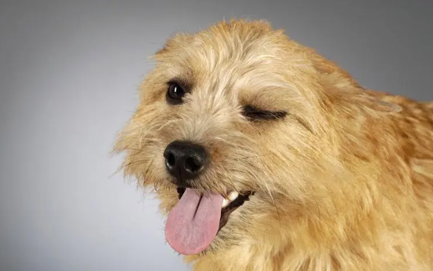 狗狗身上突然之间发出恶臭怎么办啊？(图2)