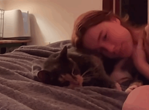 主人开学后离开这里猫哭得撕心裂肺般 猫被吵醒后一巴掌：吵死了 忙不迭地走(图1)