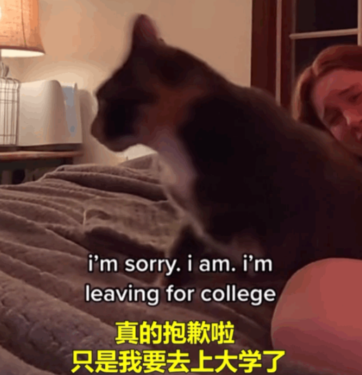 主人开学后离开这里猫哭得撕心裂肺般 猫被吵醒后一巴掌：吵死了 忙不迭地走(图3)