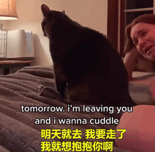 主人开学后离开这里猫哭得撕心裂肺般 猫被吵醒后一巴掌：吵死了 忙不迭地走(图4)