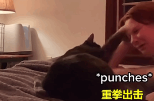 主人开学后离开这里猫哭得撕心裂肺般 猫被吵醒后一巴掌：吵死了 忙不迭地走(图5)