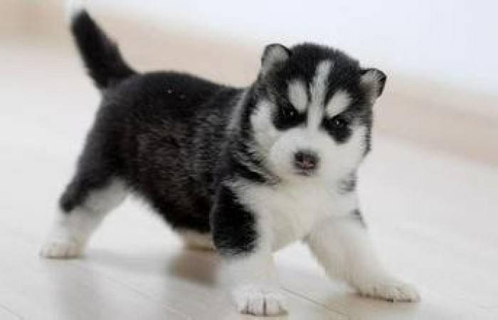 哈士奇怎摸练习？哈士奇训练方法总结(图1)