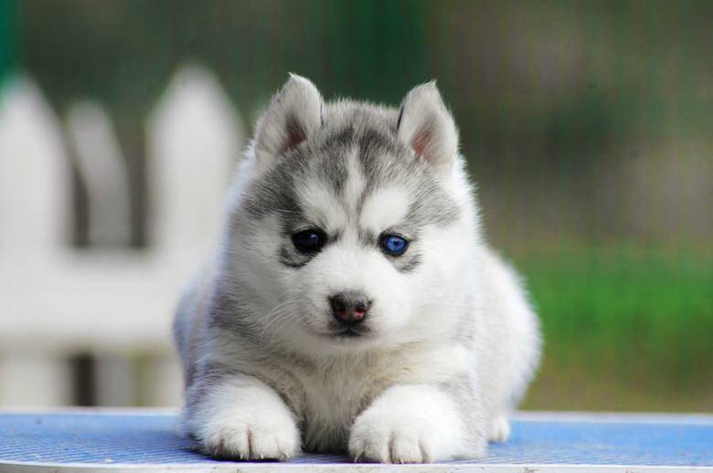 哈士奇怎摸练习？哈士奇训练方法总结(图3)