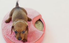 怎么绝对的保证狗狗营养均衡？宠主来pick下吧(图2)