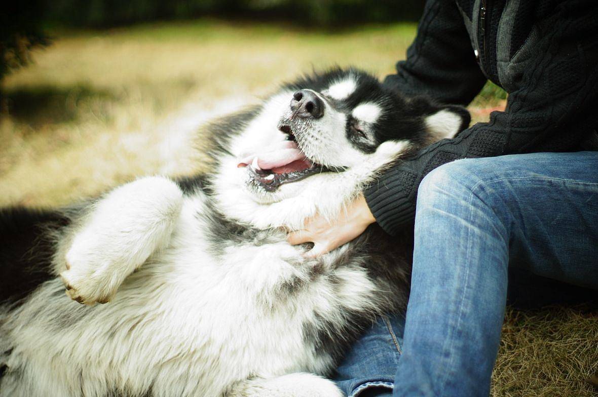 阿拉斯加犬怎么看纯不纯？来能够掌握那些猜得出知识(图2)