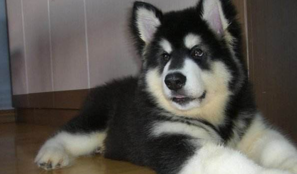 阿拉斯加犬怎么看纯不纯？来能够掌握那些猜得出知识(图3)
