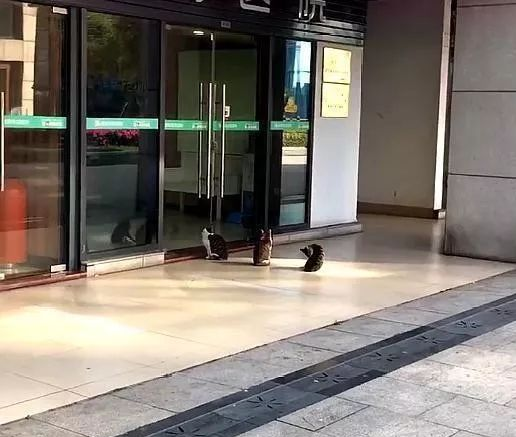流浪猫每天晚上门口排队去领取猫粮 不能不能排队加塞 被插队会被以外猫揍！(图1)
