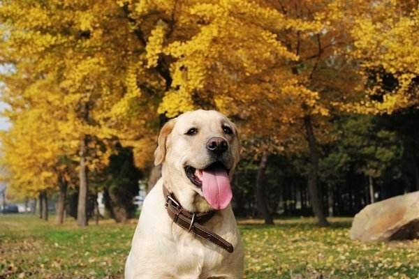 拉布拉多怕热吗？严寒对它不可怕(图3)