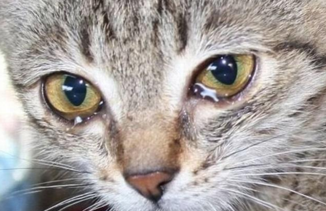流浪猫被人恶意剪毛 暖心姑娘给猫喂吃的 猫咪竟边吃边哭(图1)
