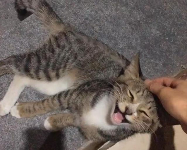 流浪猫被人恶意剪毛 暖心姑娘给猫喂吃的 猫咪竟边吃边哭(图2)