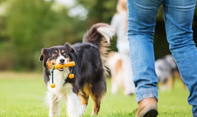 狗狗为啥会吐？想养的铲屎官看看(图1)