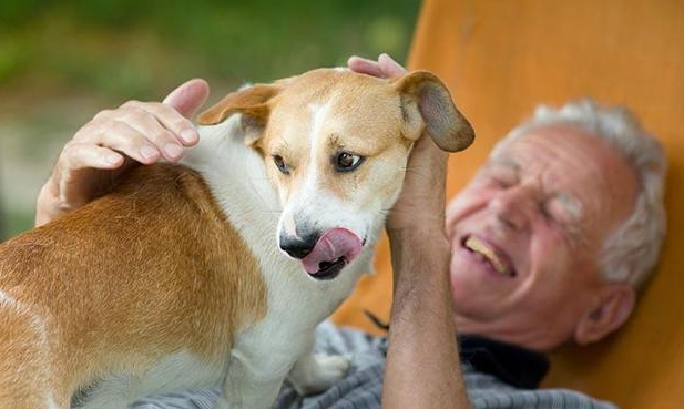 狗狗为啥会吐？想养的铲屎官看看(图2)