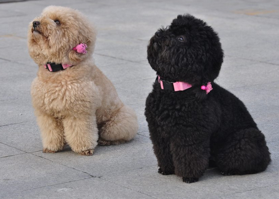 泰迪有红色的吗？可能也可以给它染个发(图2)