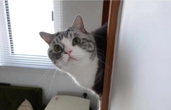 猫咪为么老是偷看我尿尿 救命(图1)