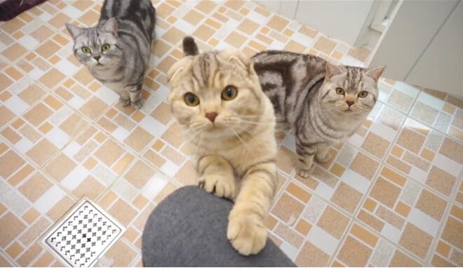 猫咪为么老是偷看我尿尿 救命(图2)
