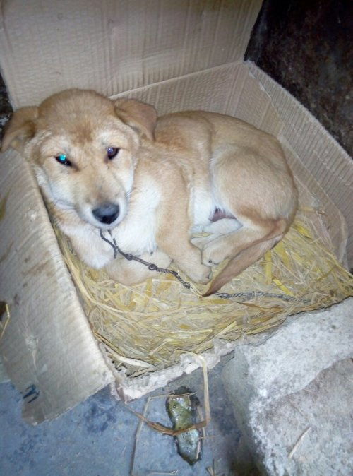 狗狗患上精神疾病怎么办啊(图1)