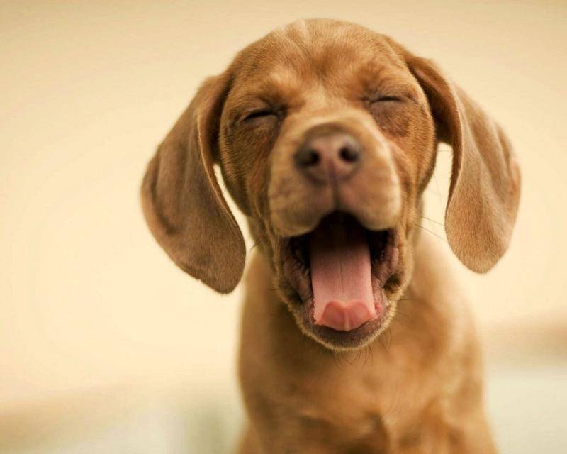 狗的眼睛能看出都有那些颜色？它的世界色彩不多(图1)